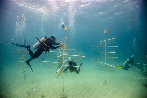 The 7 Best Ocean Conservation Organizations Making a .